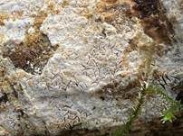 Glatter Zystidenrindenpilz, Foto 6