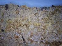 Glatter Zystidenrindenpilz, Foto 7