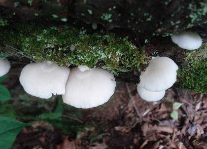 Glattes Stummelfüßchen, Foto 2