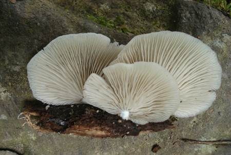 Glattes Stummelfüßchen, Foto 3