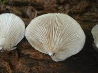 Glattes Stummelfüßchen, Foto 12