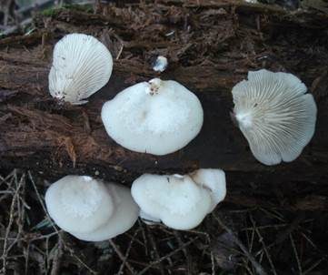 Glattes Stummelfüßchen, Foto 4
