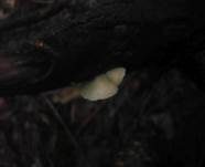 Glattes Stummelfüßchen, Foto 7