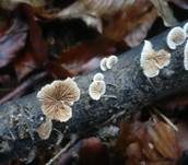 Glattes Stummelfüßchen, Foto 8
