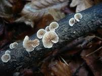 Glattes Stummelfüßchen, Foto 9