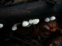 Glattes Stummelfüßchen, Foto 10