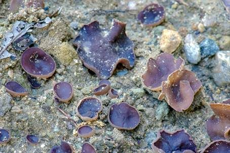 Glattsporiger Amethystbecherling, Foto 2