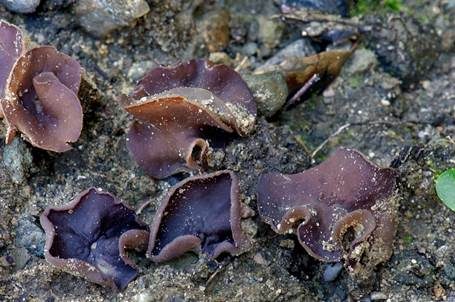 Glattsporiger Amethystbecherling, Foto 3