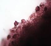 Glattsporiger Amethystbecherling, Foto 10