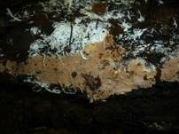 Glattsporiger Rindenpilz, Foto 6
