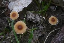 Behangener Glockenschüppling, Foto 7
