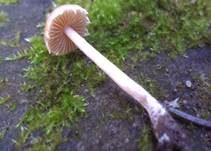 Behangener Glockenschüppling, Foto 8