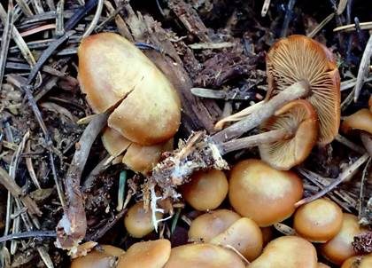 Glattstieliges Stockschwämmchen, Foto 2