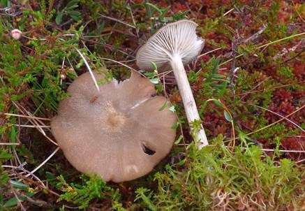 Glimmeriger Filzrötling, Foto 2