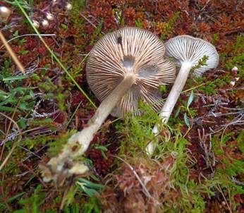 Glimmeriger Filzrötling, Foto 3