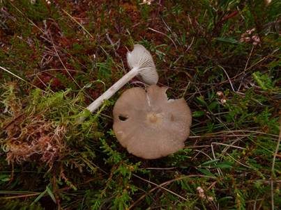 Glimmeriger Filzrötling, Foto 5