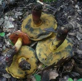 Glattstieliger Hexenröhrling, Foto 3
