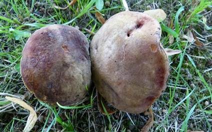 Glattstieliger Hexenröhrling, Foto 6