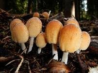 Glimmertintling, Foto 25