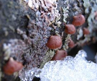 Glockiger Zwergknäueling, Foto 5
