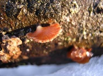 Glockiger Zwergknäueling, Foto 6