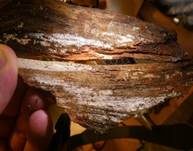 Gloeozystiden-Faserrindenpilz, Foto 6