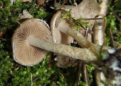 Beifußzärtling, Foto 3