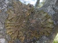 Goldblattflechte, Foto 6