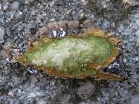 Goldblattflechte, Foto 8