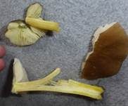 Goldbrauner Dachpilz, Foto 12
