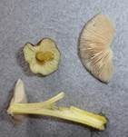 Goldbrauner Dachpilz, Foto 18