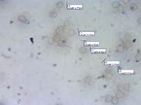 Goldbrauner Dachpilz, Foto 19