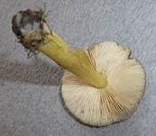 Goldbrauner Dachpilz, Foto 6