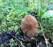 Goldbrauner Dachpilz, Foto 7