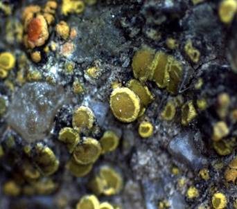 Goldfarbene Dotterflechte, Foto 2