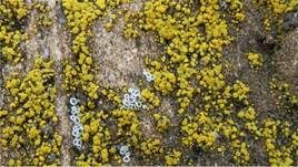 Goldfarbene Dotterflechte, Foto 14