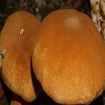 Goldfarbener Glimmerschüppling, Foto 12
