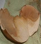 Goldfarbener Glimmerschüppling, Foto 13