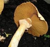 Goldfarbener Glimmerschüppling, Foto 14