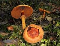 Goldfarbener Glimmerschüppling, Foto 17