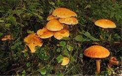 Goldfarbener Glimmerschüppling, Foto 18