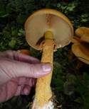 Goldfarbener Glimmerschüppling, Foto 19