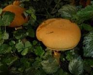 Goldfarbener Glimmerschüppling, Foto 21