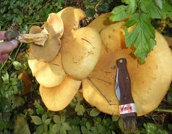 Goldfarbener Glimmerschüppling, Foto 4