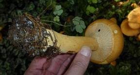 Goldfarbener Glimmerschüppling, Foto 23