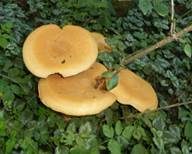 Goldfarbener Glimmerschüppling, Foto 24