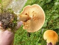 Goldfarbener Glimmerschüppling, Foto 25