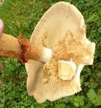 Goldfarbener Glimmerschüppling, Foto 27