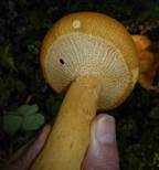 Goldfarbener Glimmerschüppling, Foto 29
