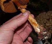 Goldfarbener Glimmerschüppling, Foto 31